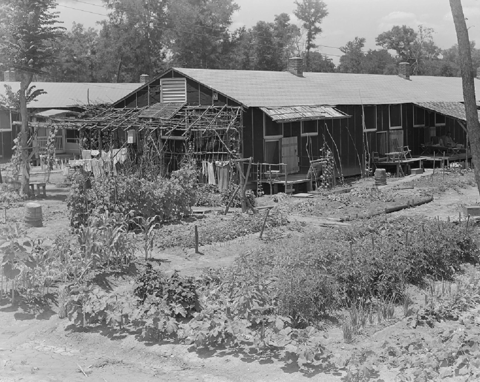 One of the many small Victory Gardens seen throughout the Rohwer Center of Arkansas 